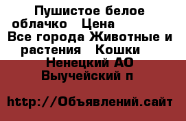 Пушистое белое облачко › Цена ­ 25 000 - Все города Животные и растения » Кошки   . Ненецкий АО,Выучейский п.